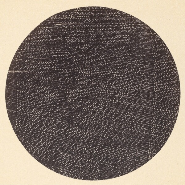 Microphotograph of Traverse Section of Wood (Salisburia)