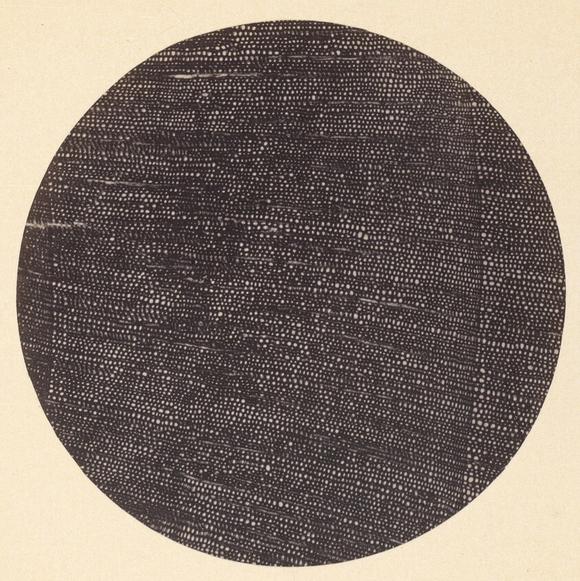 Microphotograph of Traverse Section of Wood (Salisburia)