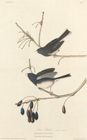 Snow-Bird, Robert Havell after John James Audubon, 1827