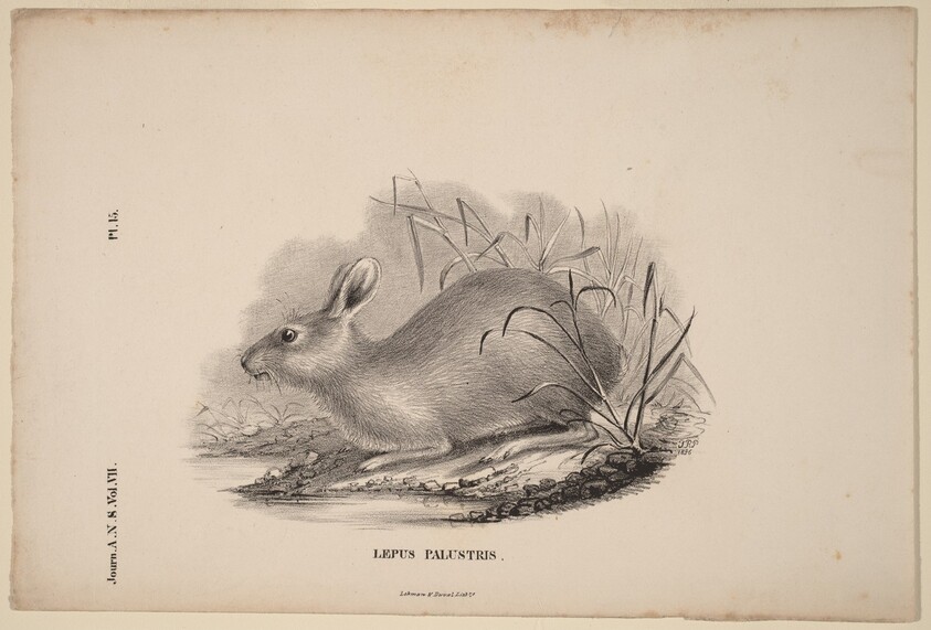 Lepus Palustris