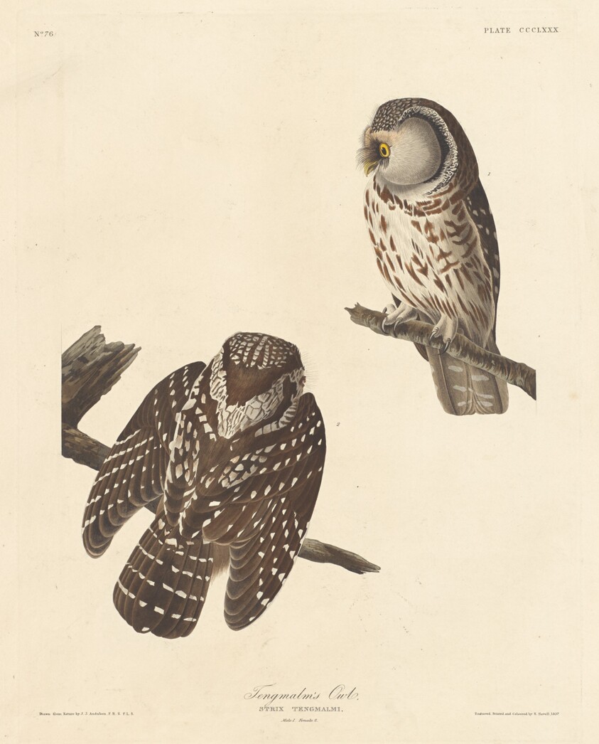 Tengmalm's Owl