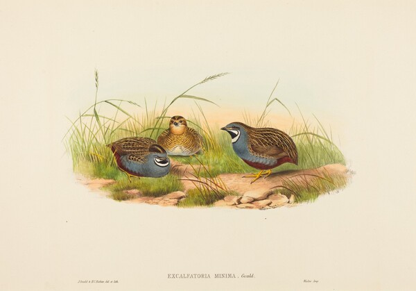 Excalftoria minima (Blue-breasted Quail)