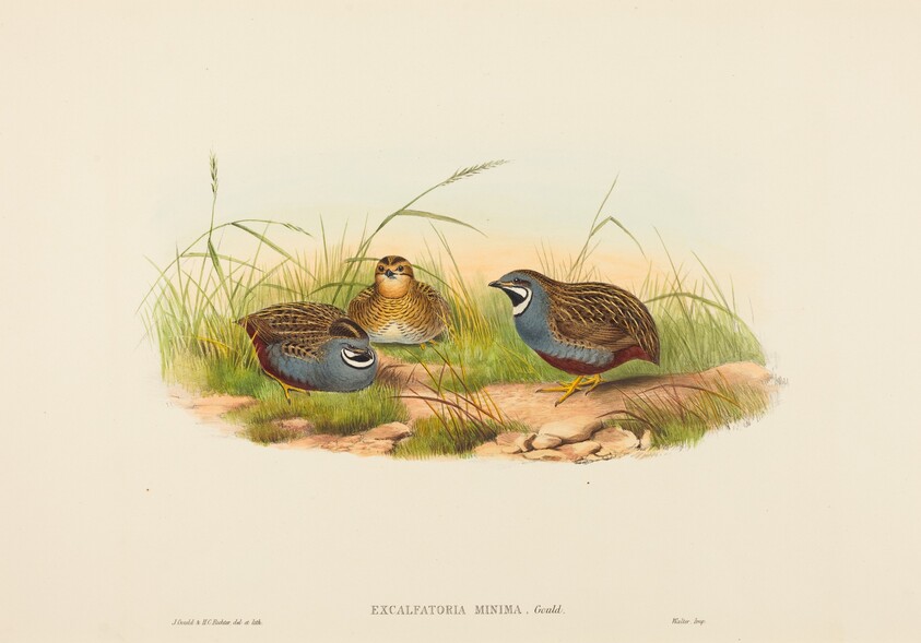 Excalftoria minima (Blue-breasted Quail)