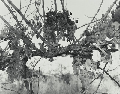 Untitled (Riesling)