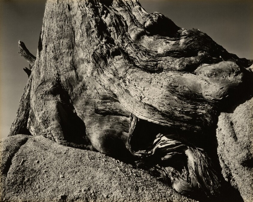 Cypress, Pebble Beach