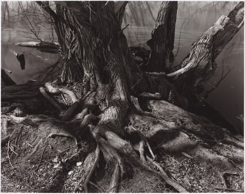 Willows Along Cache la Poudre River, Colorado