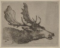 Head of a Stag Turned Right, Stefano Della Bella