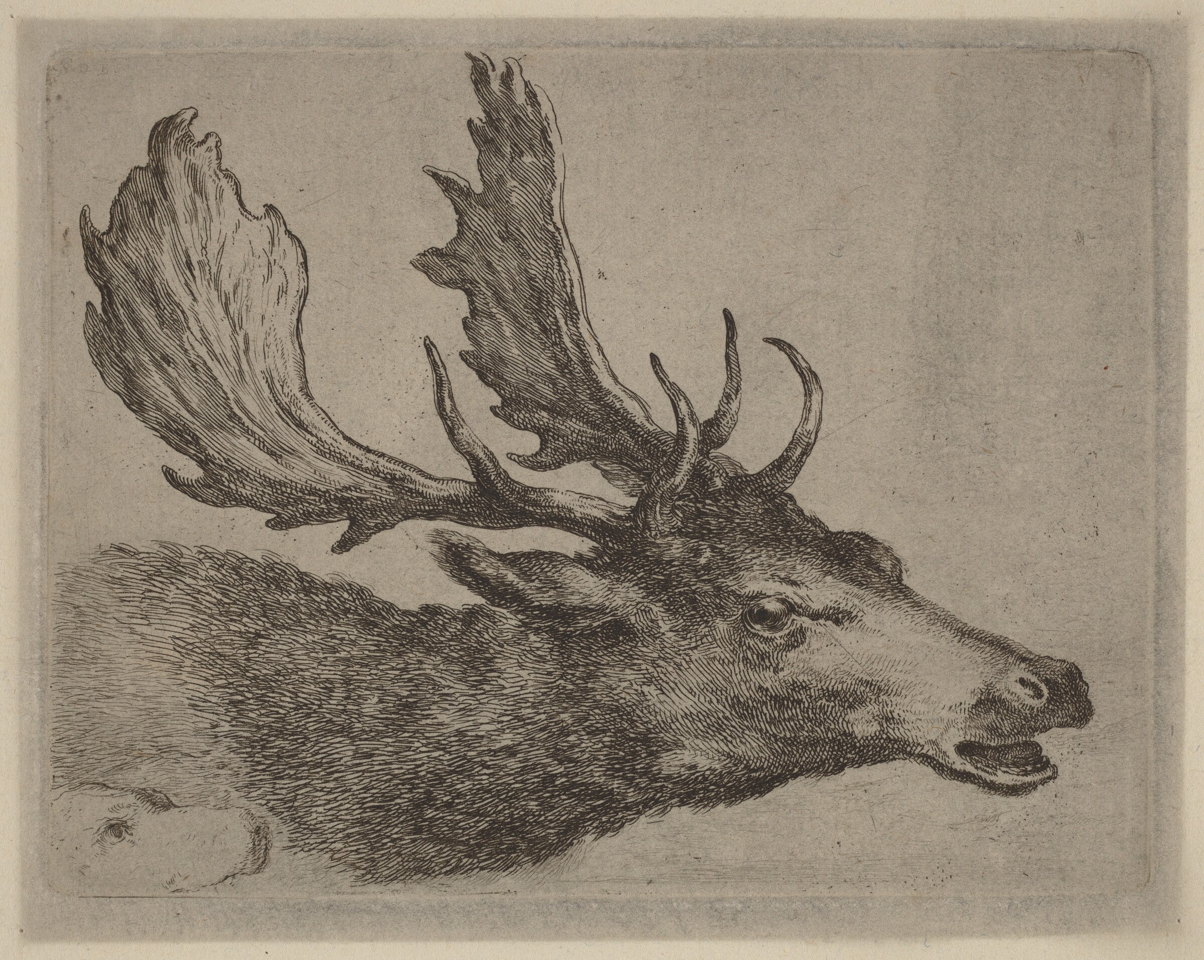Head of a Stag Turned Right, Stefano Della Bella