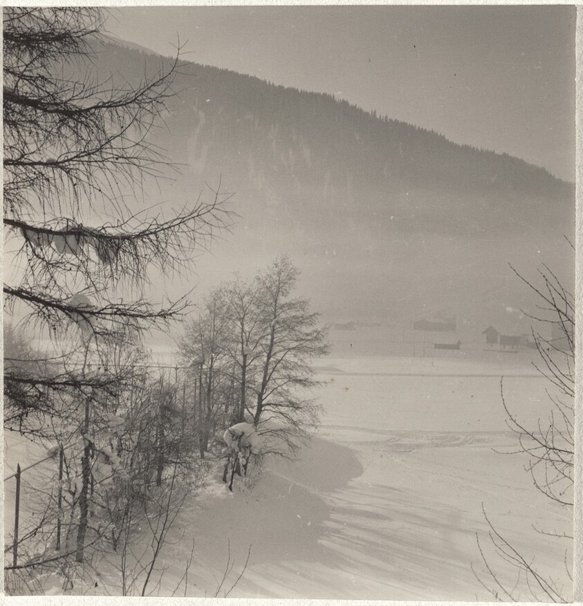 Tree in snow--Landscape