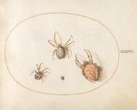 Plate 36: Three Large Spiders and One Small Spider, Joris Hoefnagel, c.1575/1590s