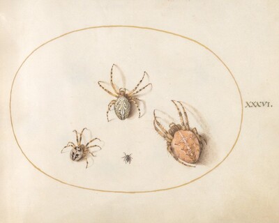 Plate 36: Three Large Spiders and One Small Spider, Joris Hoefnagel, c.1575/1590s