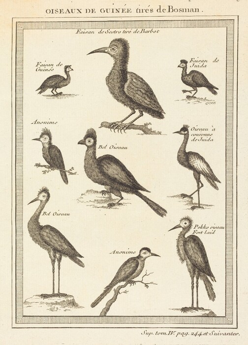 This is a drawing of various birds from Guinea, each labeled with names in French. The birds are depicted perched on branches, standing on the ground, or on stumps, showcasing varying plumage details and postures. The drawing focuses on the texture of the feathers and the unique shapes of each bird’s beak and crown. The layout appears to be a scientific or naturalist's illustration within a bordered frame, possibly for educational purposes or a guide.