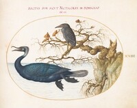 Plate 23: A Brandt's Cormorant with a Juvenile Crowned Night Heron, Joris Hoefnagel, c.1575/1590s