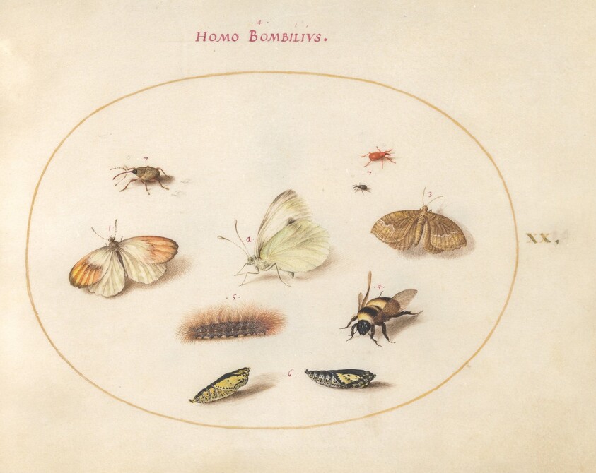 Plate 20: Three Butterflies, a Caterpillar, a Bee, Two Chrysalides, and Three Weevils