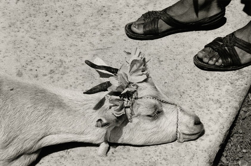Antes de la matanza, La Mixteca, México (Before the Slaughter, La Mixteca, Mexico)
