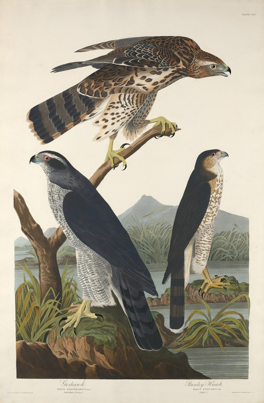 Goshawk and Stanley Hawk