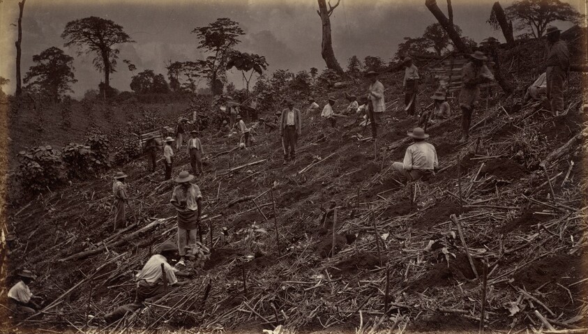 Setting out a Coffee Plantation at Antigua de Guatemala