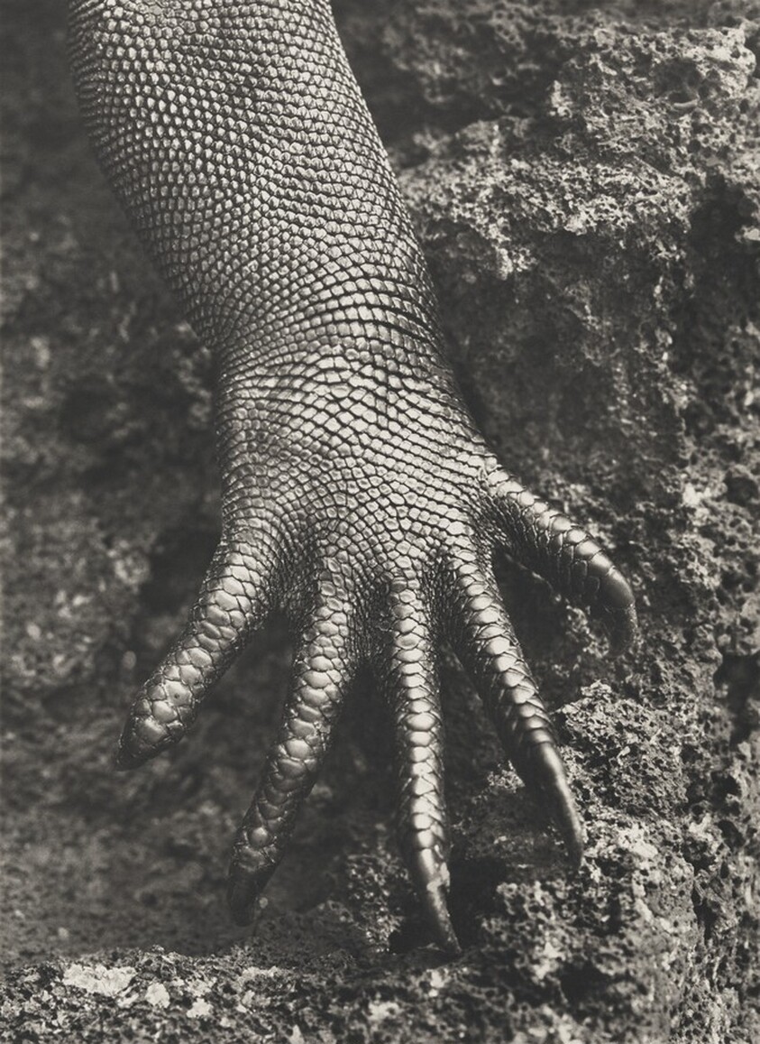Marine iguana (Amblyrhynchus cristatus). Galápagos. Ecuador.