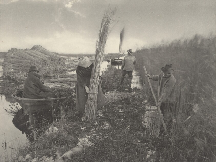 During the Reed-Harvest