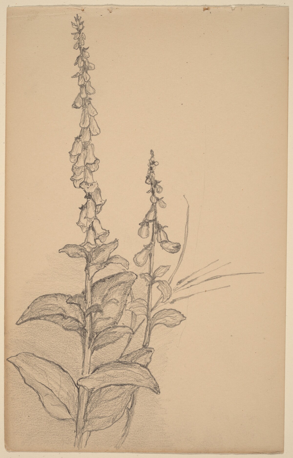 Foxgloves