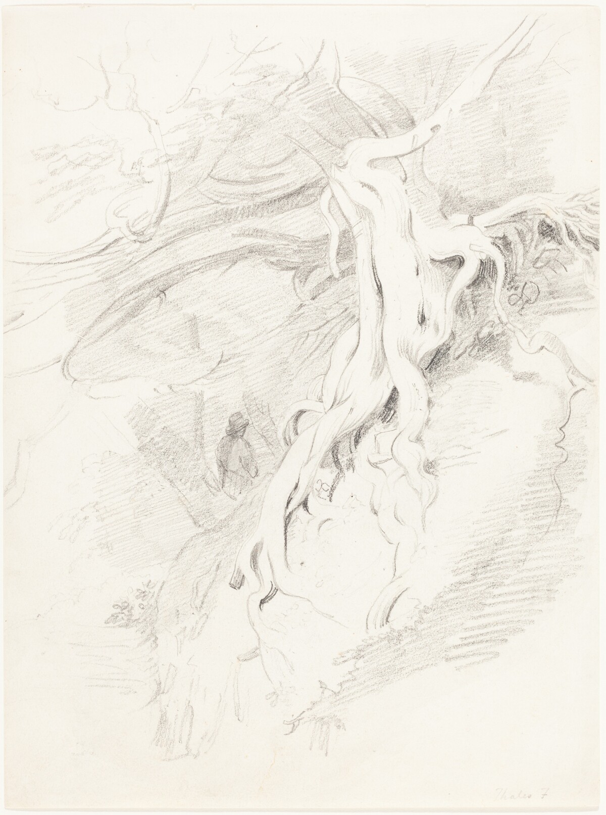The Yew at Clifton