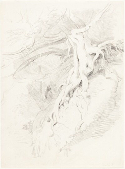 The Yew at Clifton
