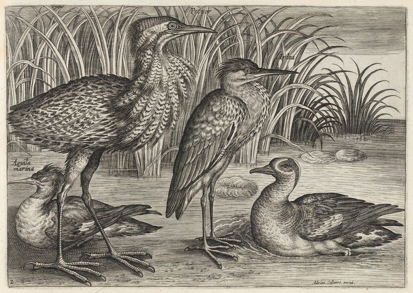 Sawbill, Bittern, Heron and Teal