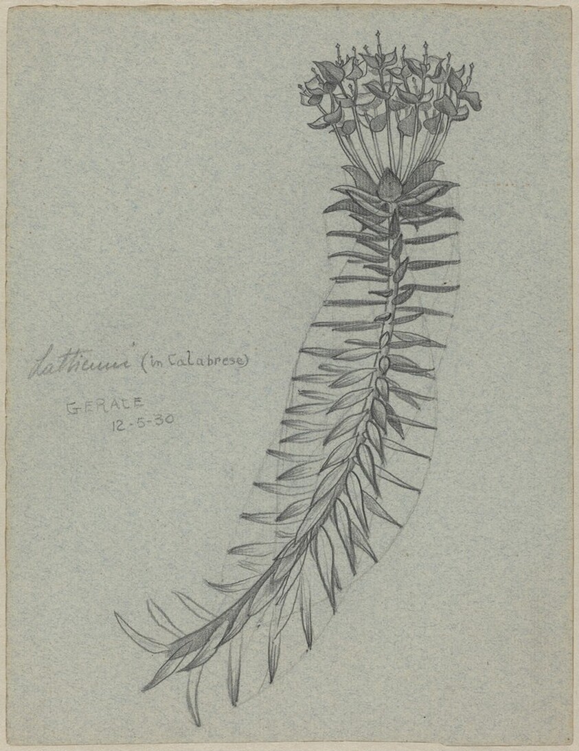 Latticuno [Euphorbia dendroides] (recto)