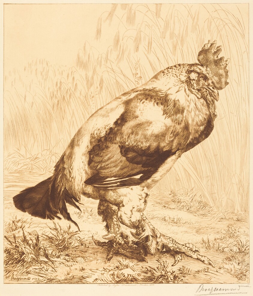 The Old Cock