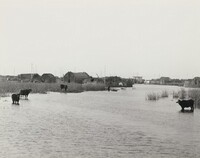 Untitled, Ursula Schulz-Dornburg, 1980