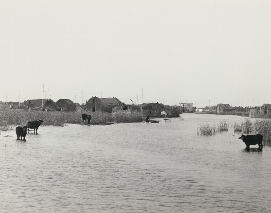 There are water buffaloes in shallow water. Thatched huts or structures can be seen along the horizon line. Narrow waterways intersect with the settlement, where a small boat with a person is present. Vegetation emerges from the water.