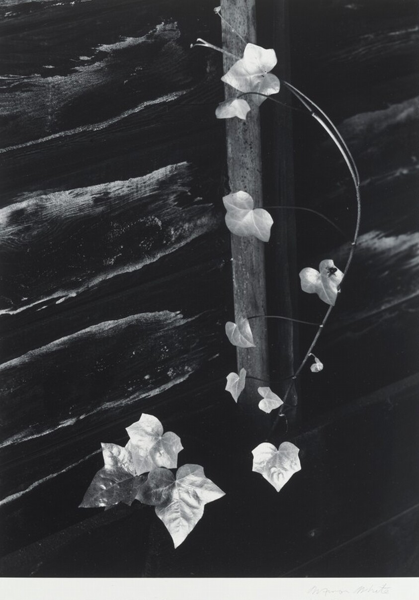 Ivy, Portland, Oregon