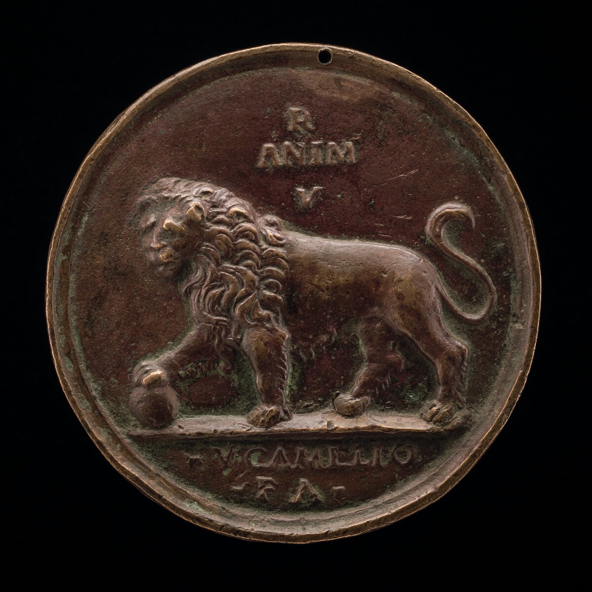 A Lion