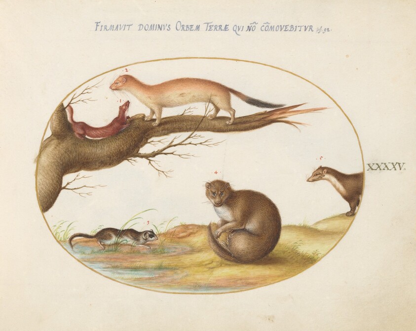 Plate 45: Weasels, a Ferret, and a "Nut Mouse"