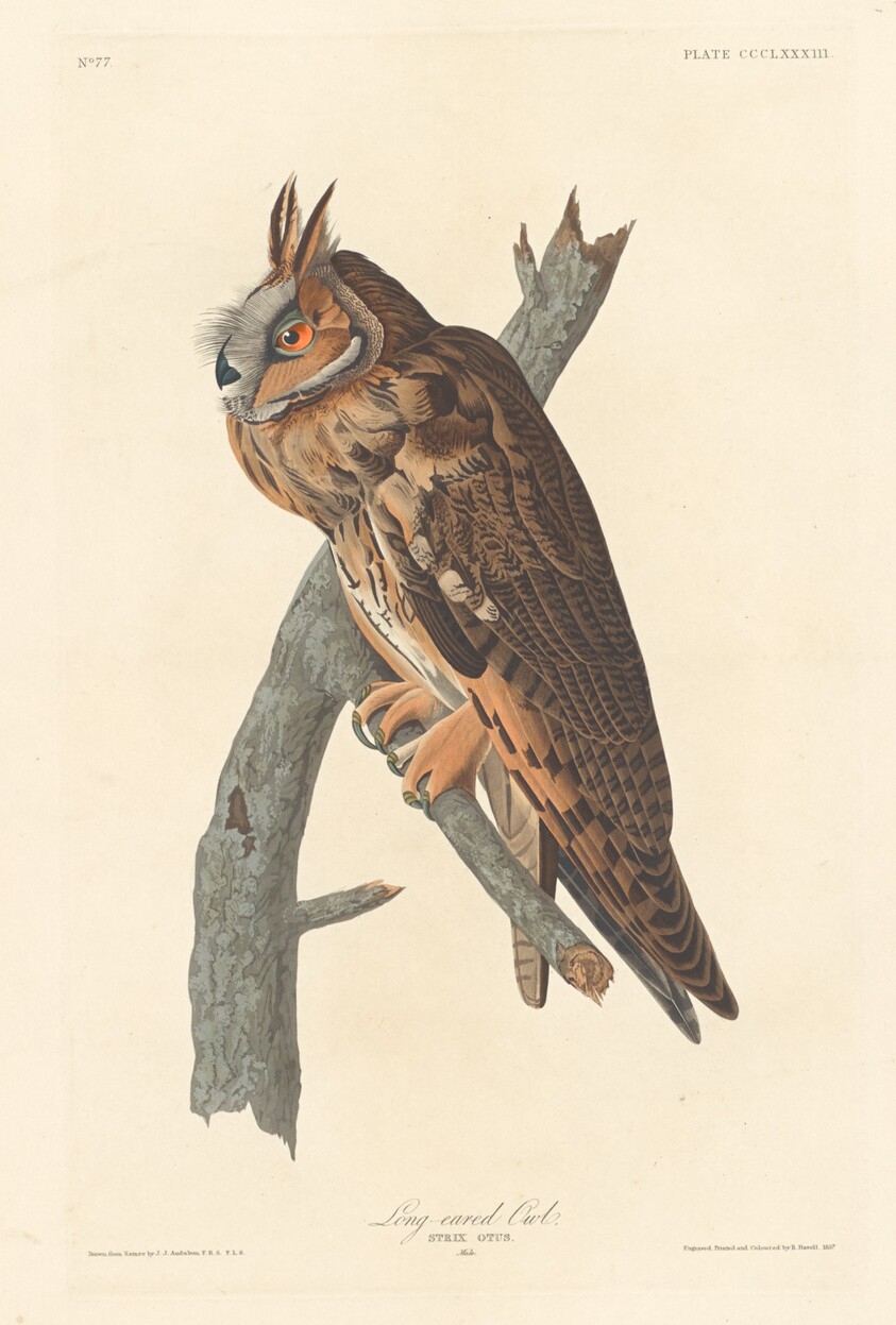 Long-eared Owl