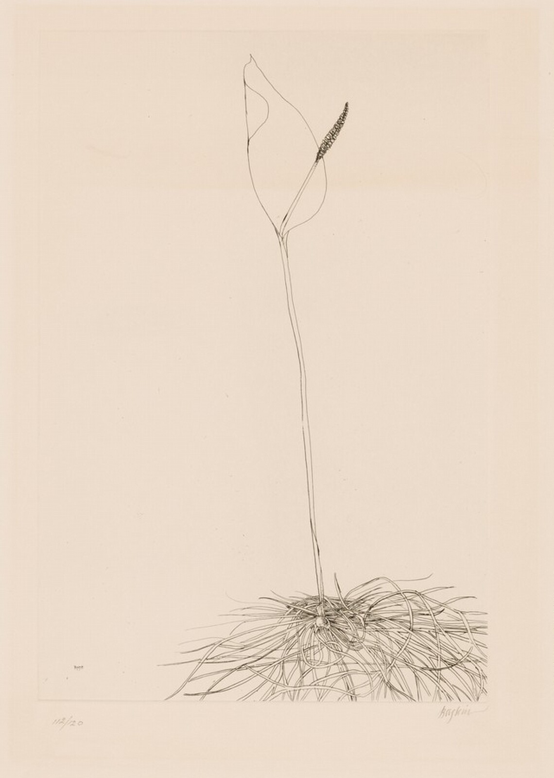 Calla Lily, Leonard Baskin, 1960-1970