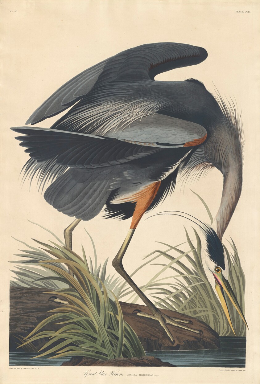 Great blue Heron