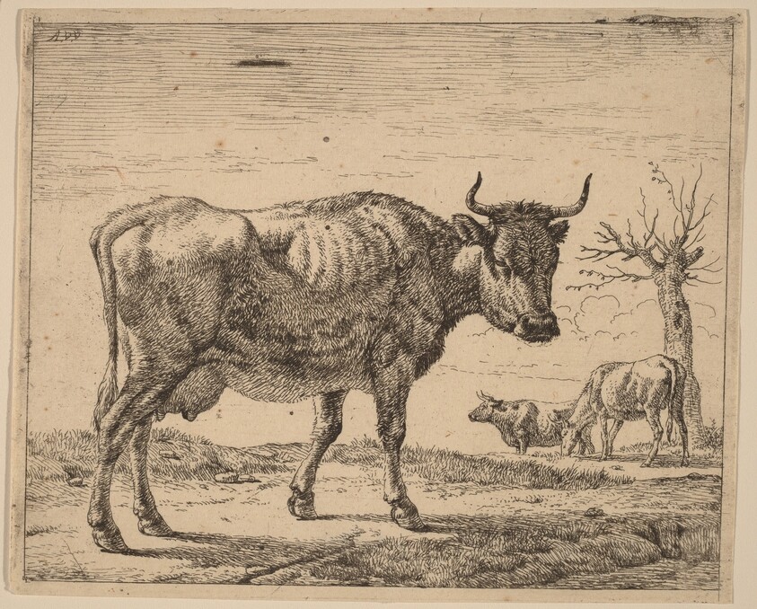 Three Cows