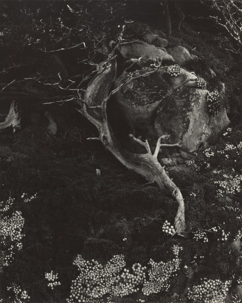 Cypress, Rock, Stone Crop