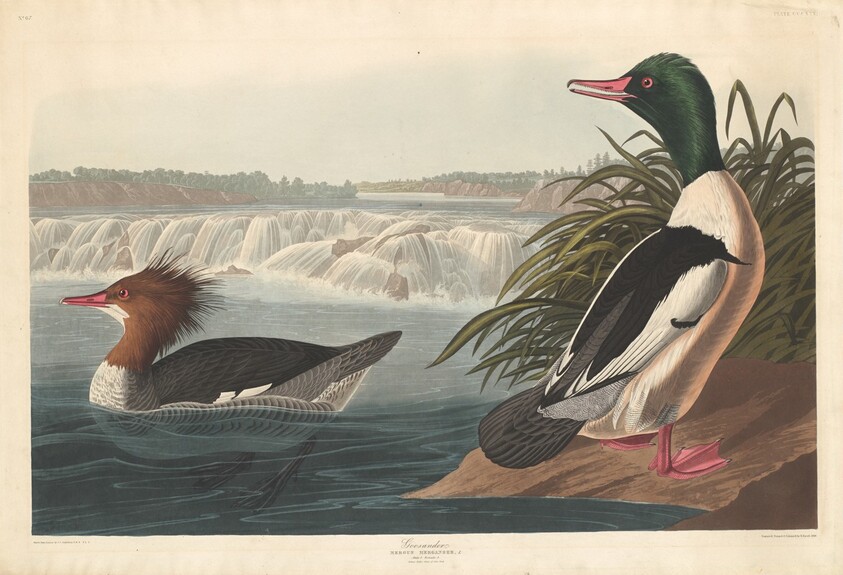 Goosander