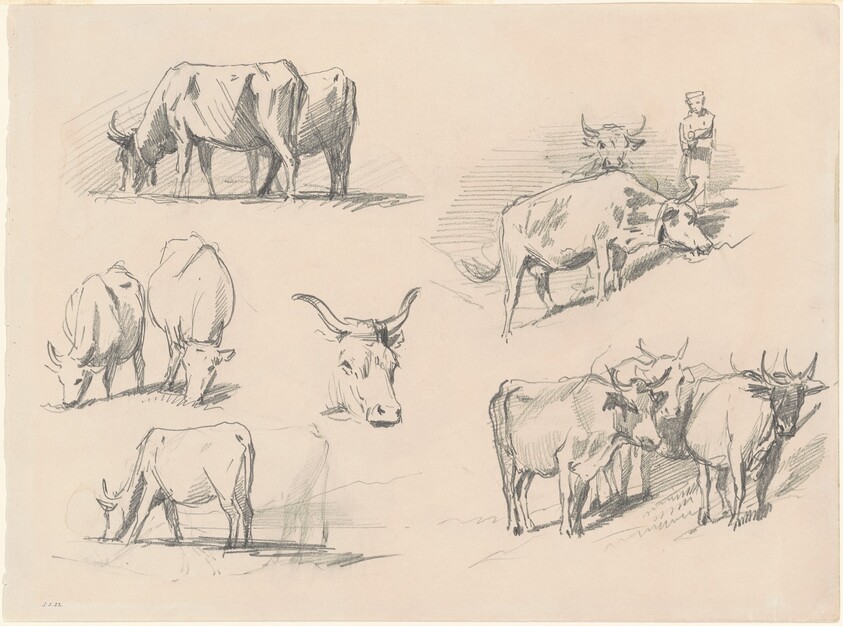 Studies of Cattle