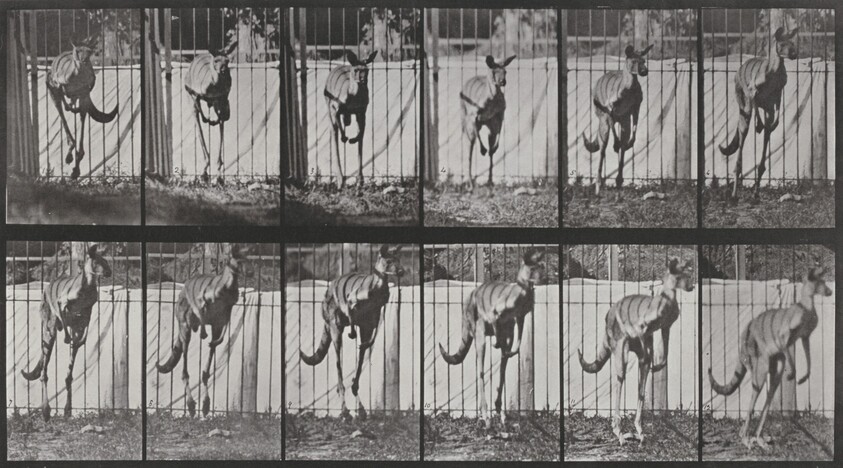 Plate Number 754. Kangaroo jumping