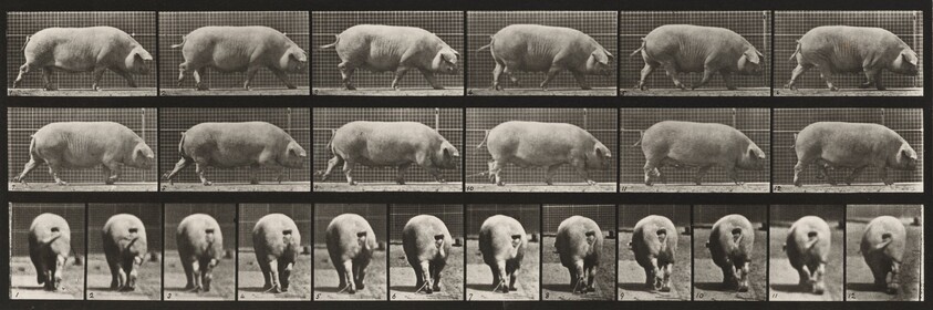 Plate Number 674. Sow; walking