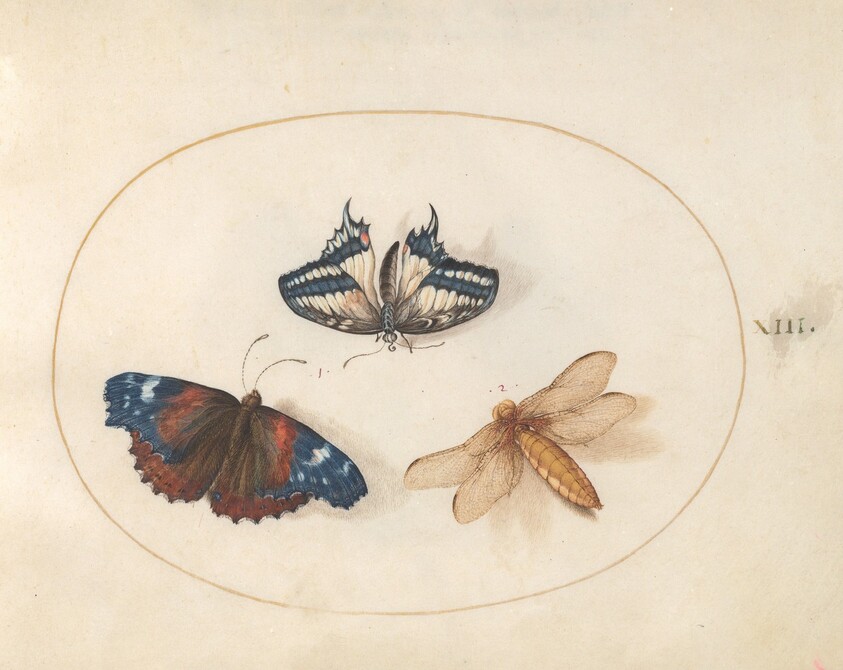 Plate 13: Yellow Swallowtail and Red Admiral Butterflies with a Dragonfly (Broad-Bodied Chaser?)
