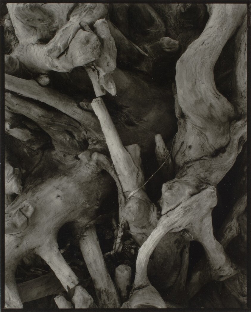 Driftwood, Dark Roots, Georgetown, Maine