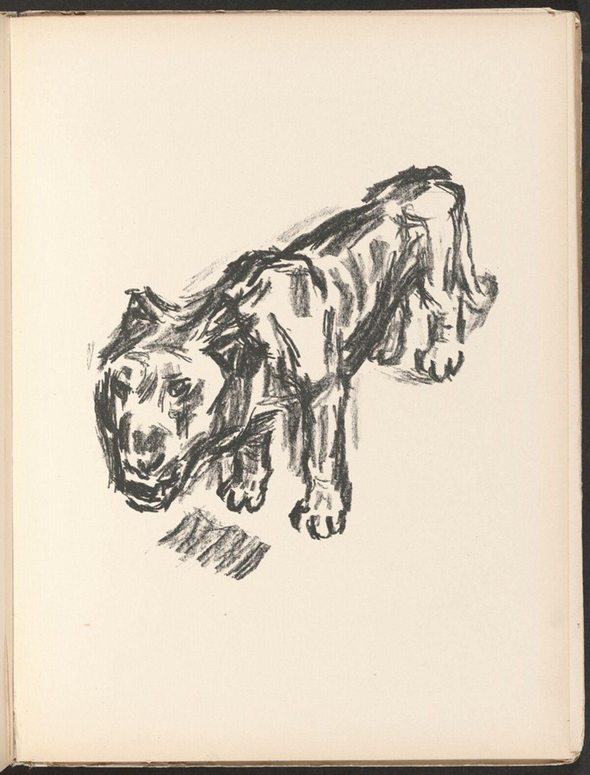 Löwe (Lion) from Deutsche Graphiker der Gegenwart (German Printmakers of Our Time)