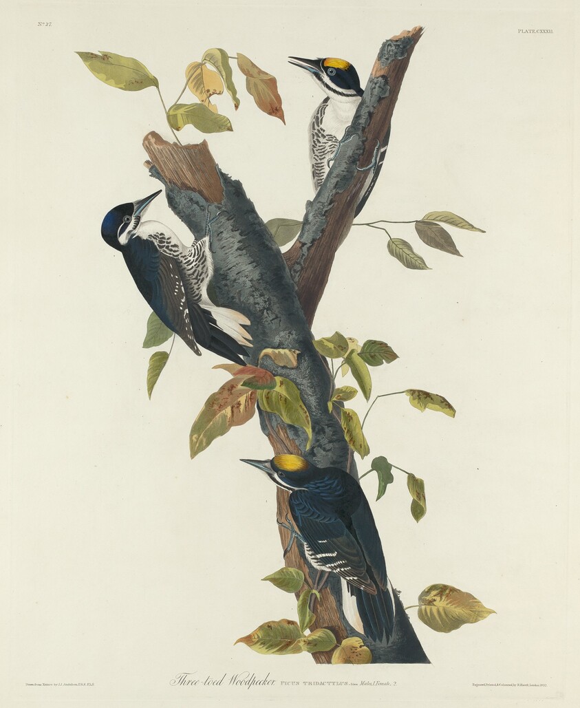 Three-Toed Woodpecker