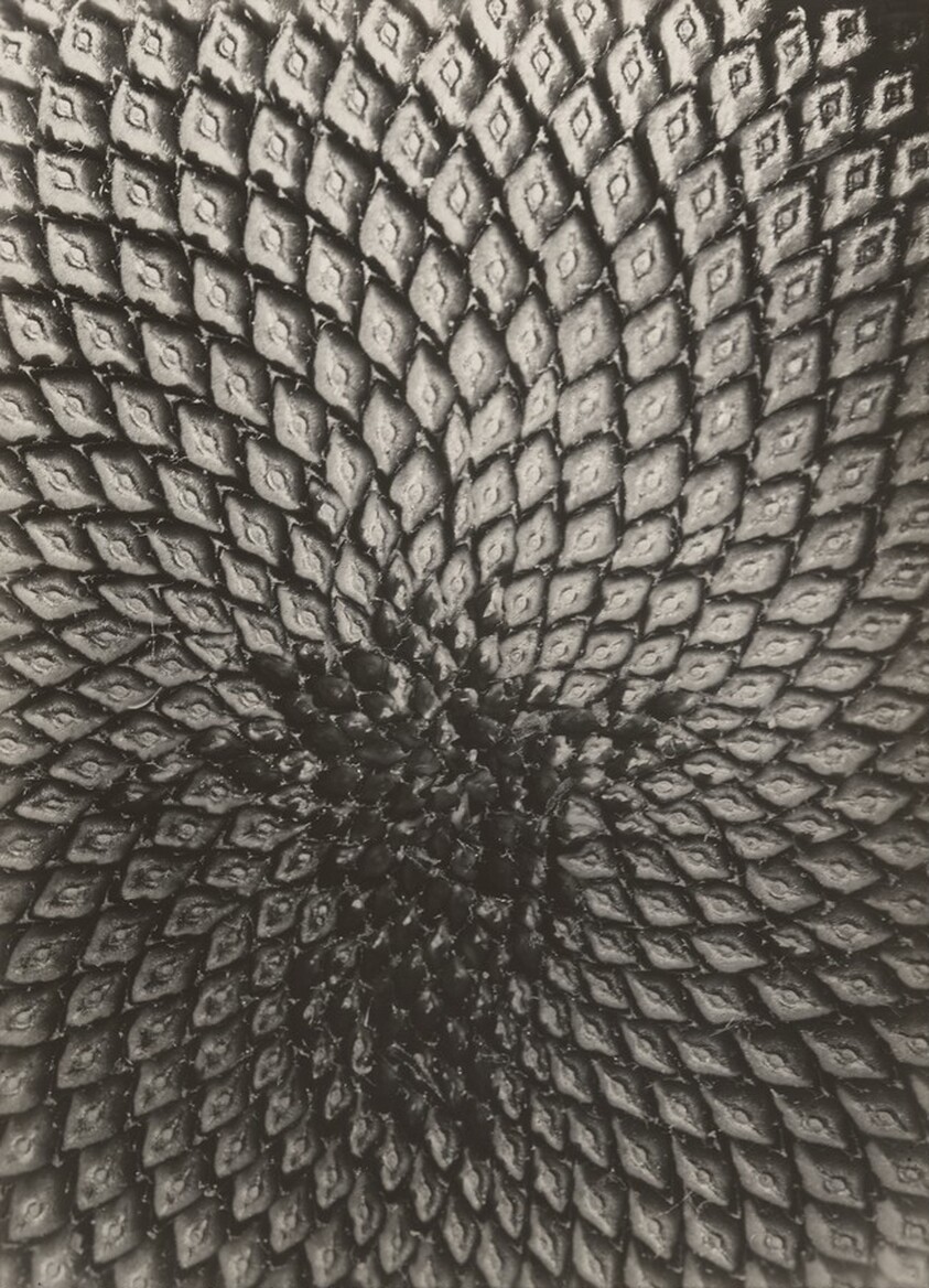 Fruchtstauch der Sonnenblume