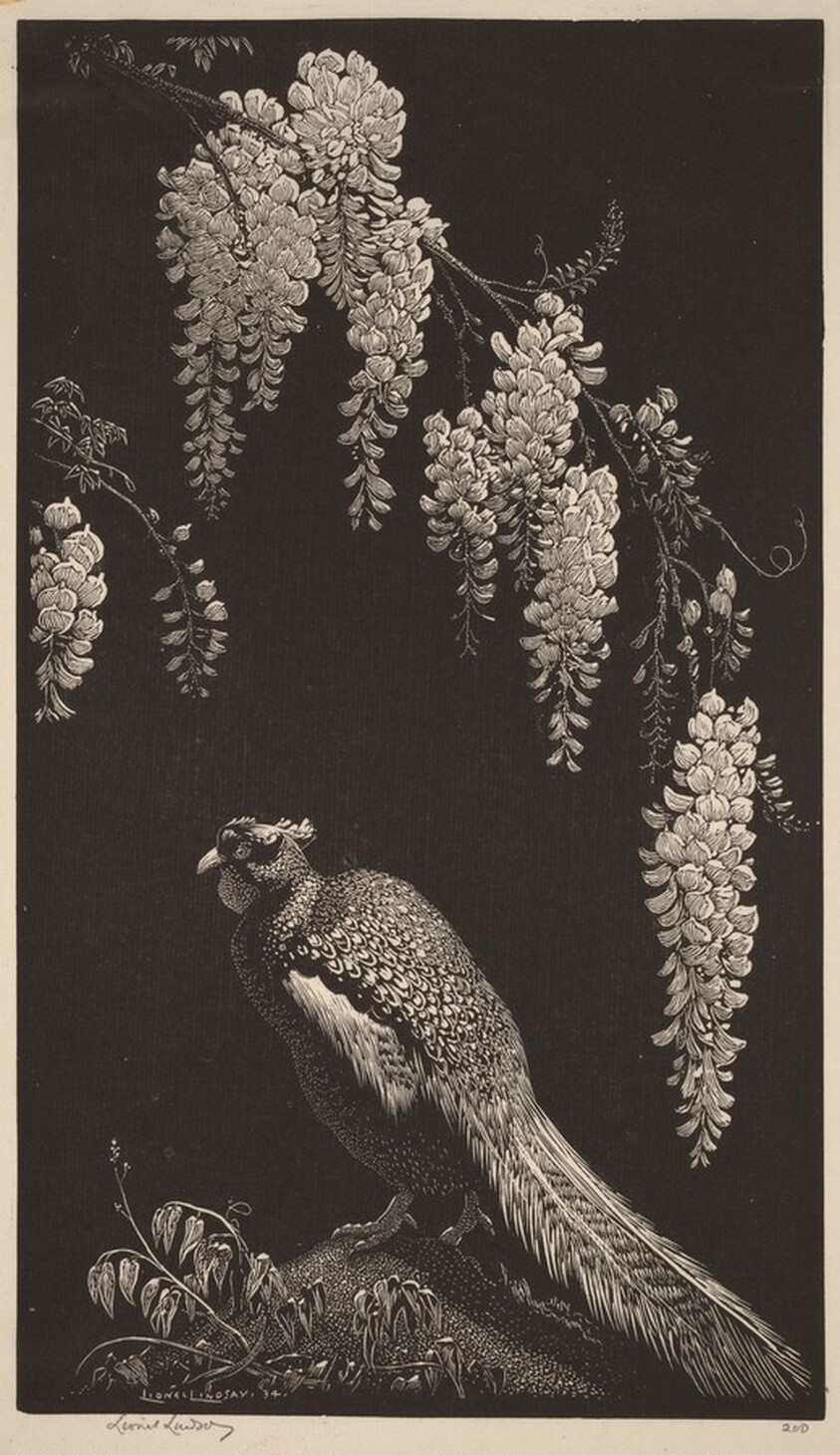 Pheasant and Wisteria