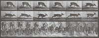 Plate Number 681. Virginia deer, buck, walking, startled to a gallop, Eadweard Muybridge, 1887